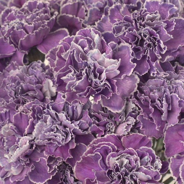 Dried Lavender - 25 Bunches – PetalDriven