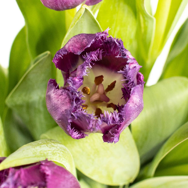 Purple Lady Tulip Bulbs, Always Wholesale Pricing