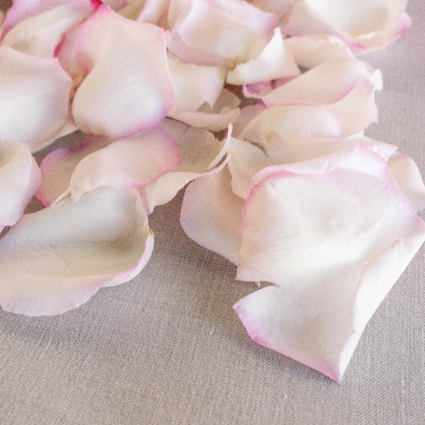 Buy Wholesale Terracotta Brown Creamsicle Fresh Rose Petals in Bulk