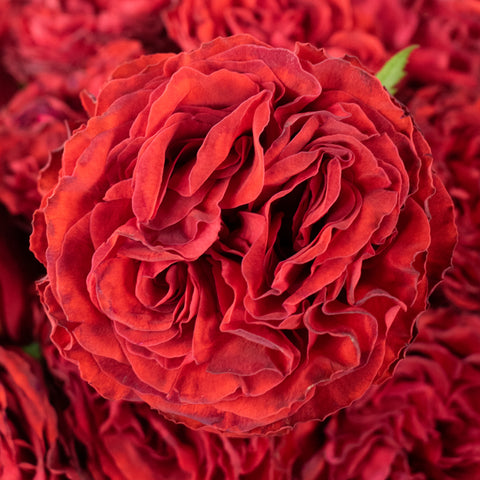 red garden roses up close