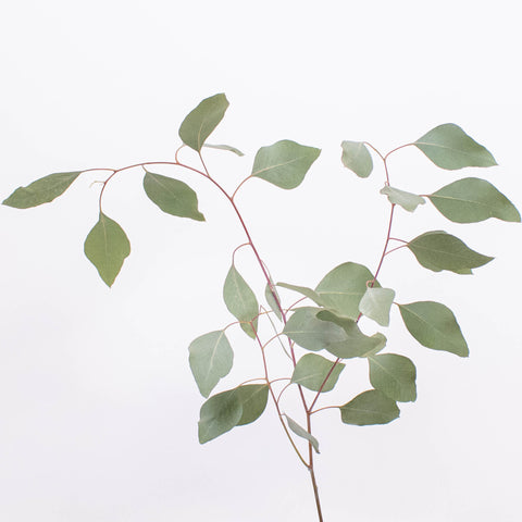 Silver Dollar Eucalyptus Stem