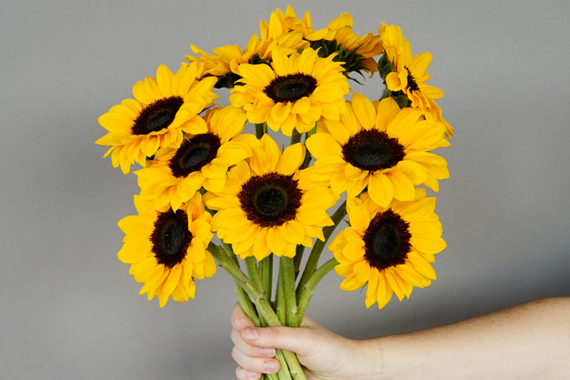 Woman holding bunch of bright yellow sunflowers
