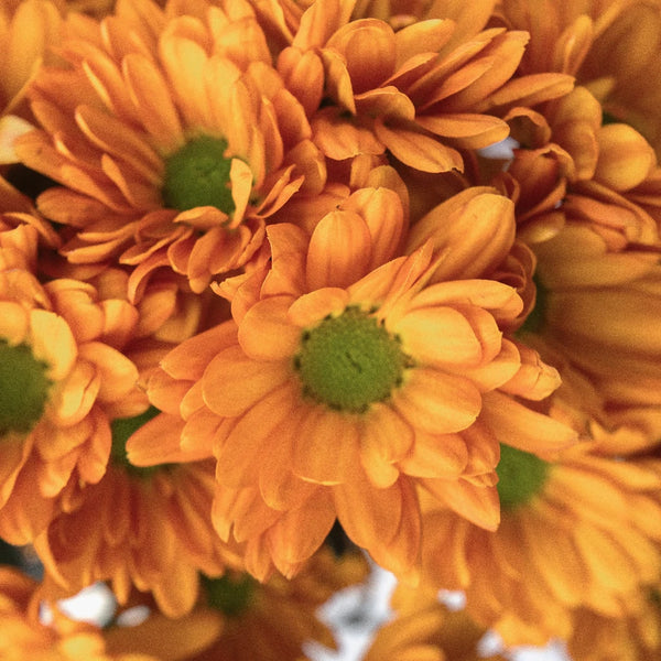 Buy Wholesale Tangerine Mini Daisy Flower in Bulk - FiftyFlowers