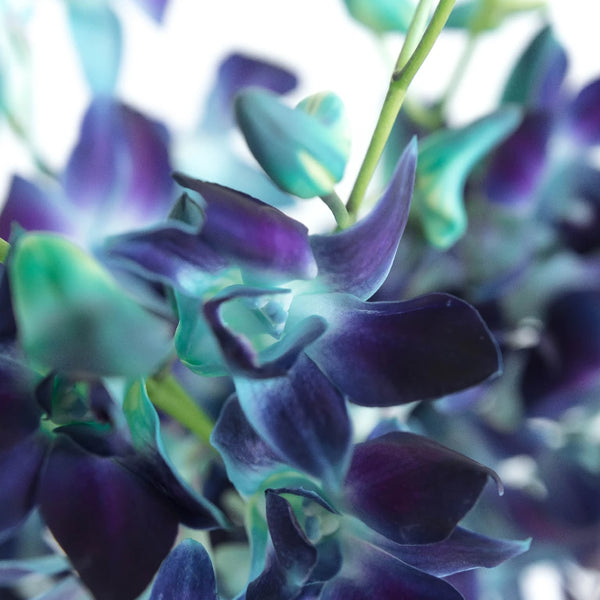 Dendrobium Orchid, Blue - Jacksonville Flower Market