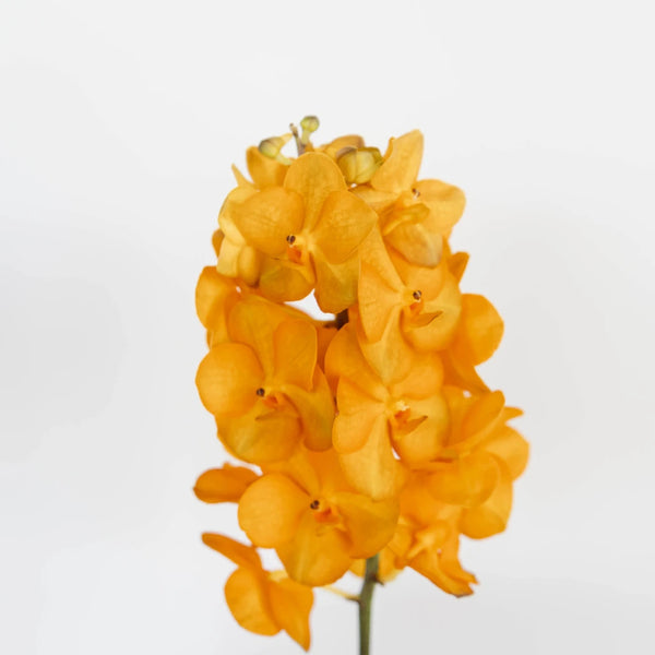  Athena's Garden Fresh Cut Deep Red Mokara Orchids 40 Stems  Exotic Fresh Flowers : Grocery & Gourmet Food