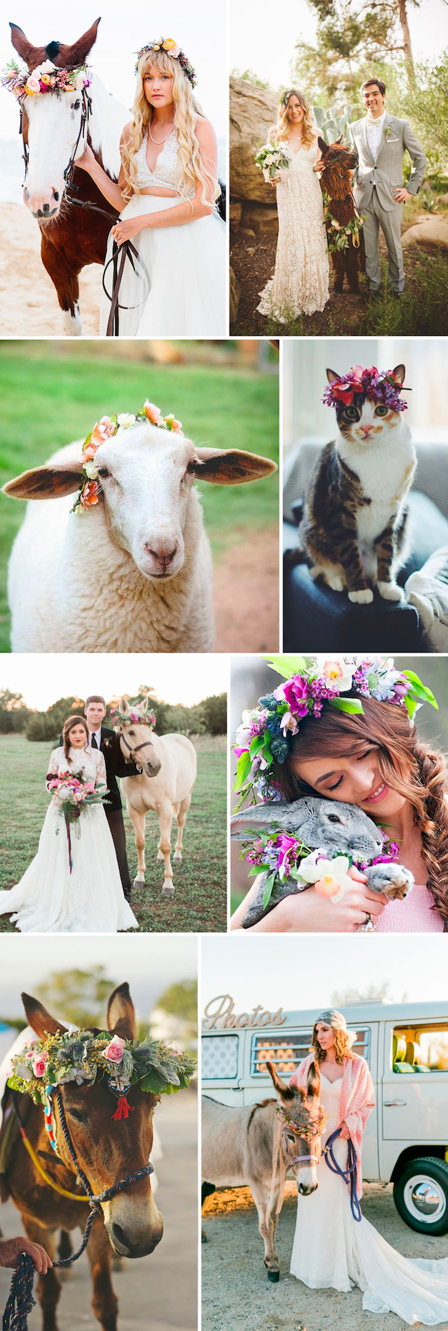 Animals wearing floral wedding crowns.