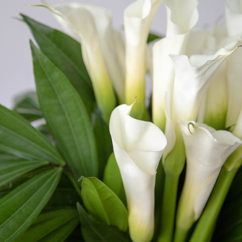 white and green calla lilies up close