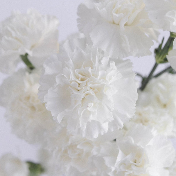 Carnation Flower Picks - 4 Diameter (100PCS) – Buy Wholesale Faux Flowers