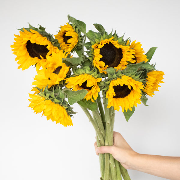 Hand holding sunflowers