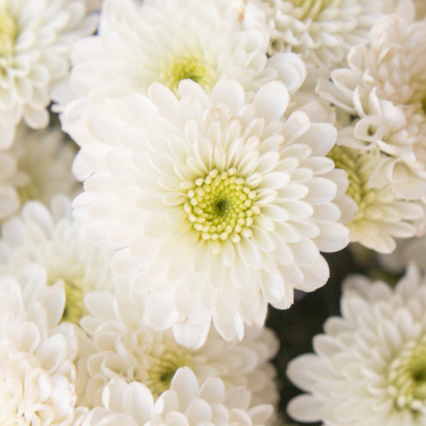 Daisies - Bulk – Flowers For Fundraising