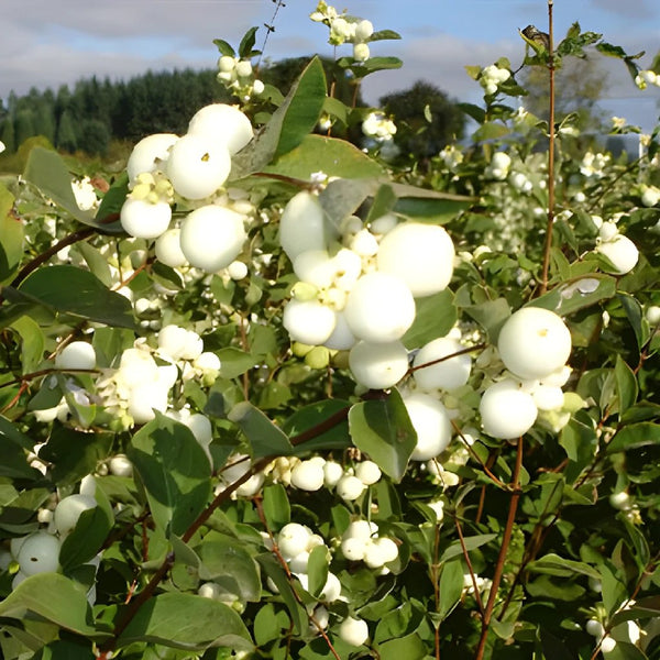 Ilex Berry Branches – Native Flower Company