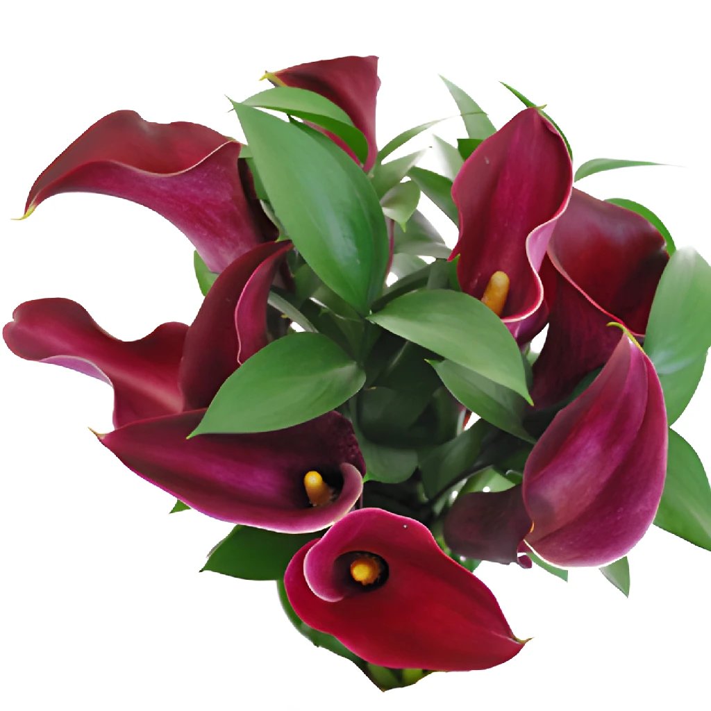 Burgundy Mini Callas Flower Bouquets | FiftyFlowers