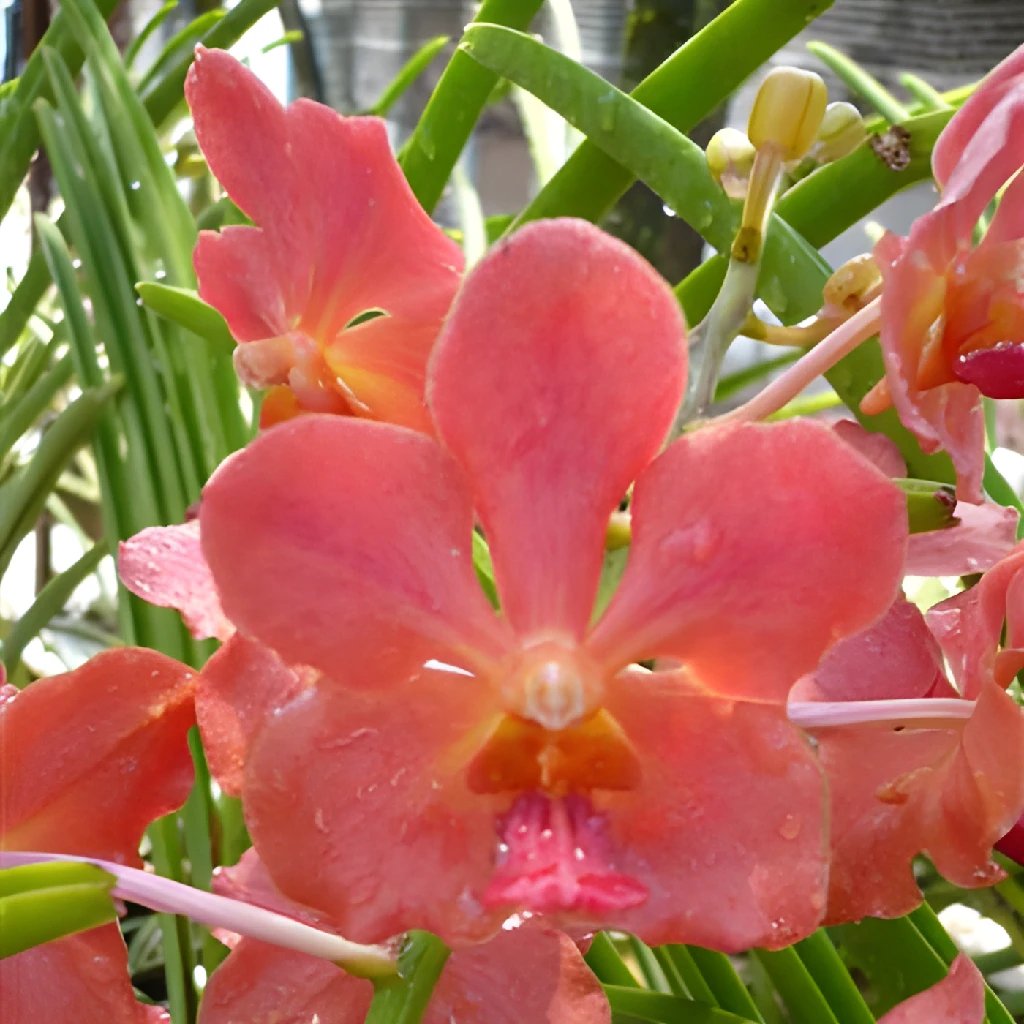 Wholesale Vanda Orchids Coral Orange - bulk Vanda Orchids Coral Orange  online - FiftyFlowers