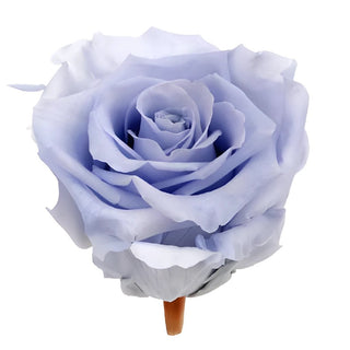 Wholesale Preserved Roses ᐉ buy bulk preserved roses in FiftyFlowers