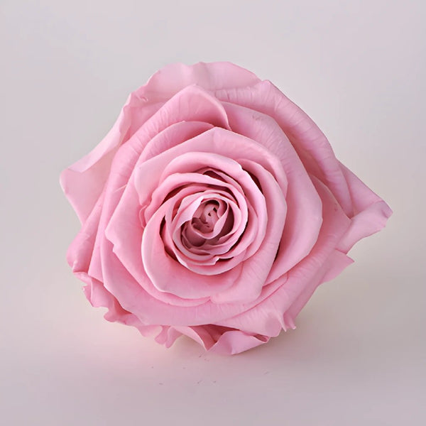 1,647 Light Pink Roses Stock Photos, High-Res Pictures, and Images - Getty  Images