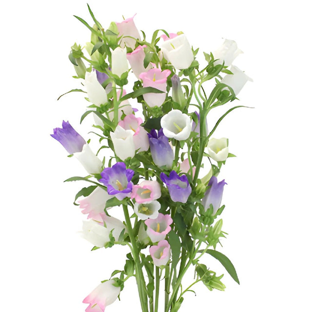 Wholesale Assorted Campanula Flowers ᐉ Bulk Assorted Campanula Flowers Online In Fiftyflowers 6147