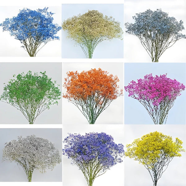 Buy Wholesale Choose Your Own Airbrushed Baby's Breath in Bulk - Fi
