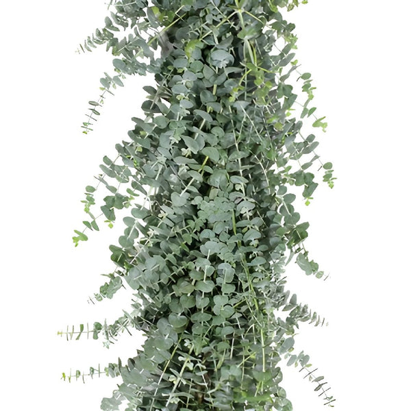 Plumosa Fern Garland