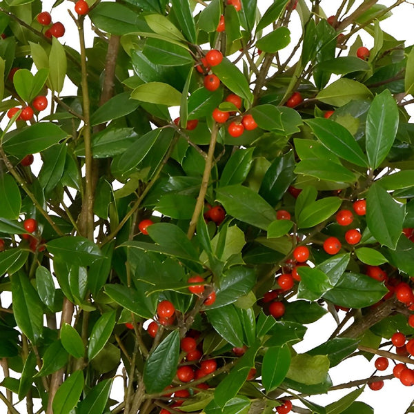 Ming Juniper Winter Greenery