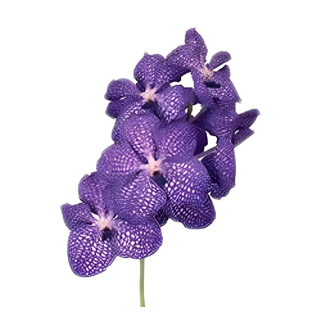 Wholesale Vanda Orchids Blue Magic - bulk Vanda Orchids Blue Magic online -  FiftyFlowers