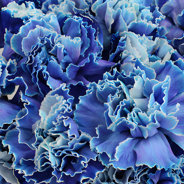 Blue Cremon Bulk Flowers, FiftyFlowers.com