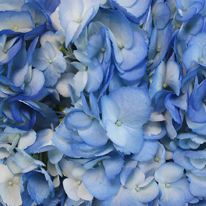 Blue Airbrushed Hydrangea Wholesale Flower Up close