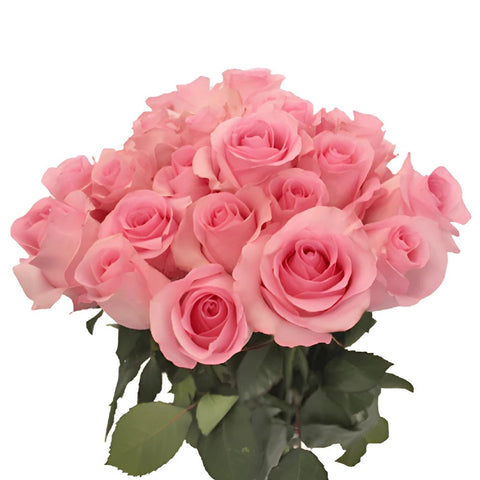 Wholesale Blushing Akito Bubblegum Pink Rose ᐉ bulk Blushing Akito ...