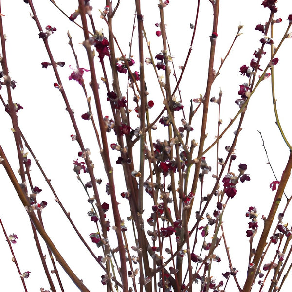 Curly Willow Medium, 5-6' Tall - Potomac Floral Wholesale