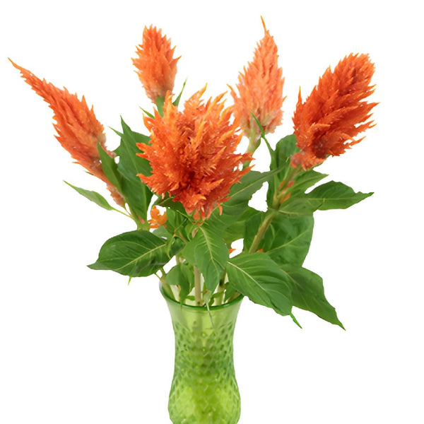 CELOSIA FIJA LOP 1x2