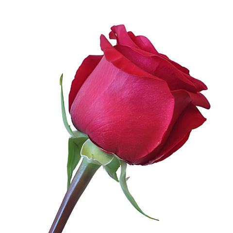 Wholesale Queen of Hearts Rose ᐉ bulk Queen of Hearts Rose online in ...