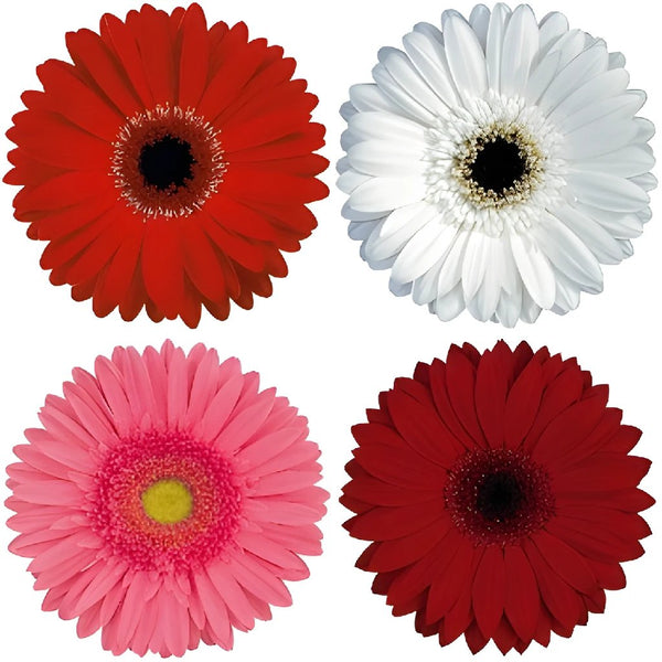 12 Packs: 12 ct. (144 total) Gerbera Daisy Stickers by