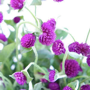Magenta Purple Fresh Cut Gomphrena Flowers