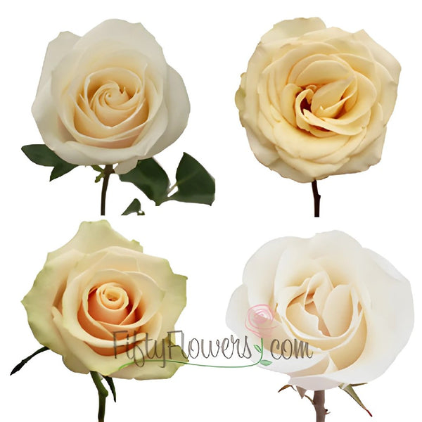 Rose, Sahara - Sandy Cream/Beige, 50 cm - Potomac Floral Wholesale