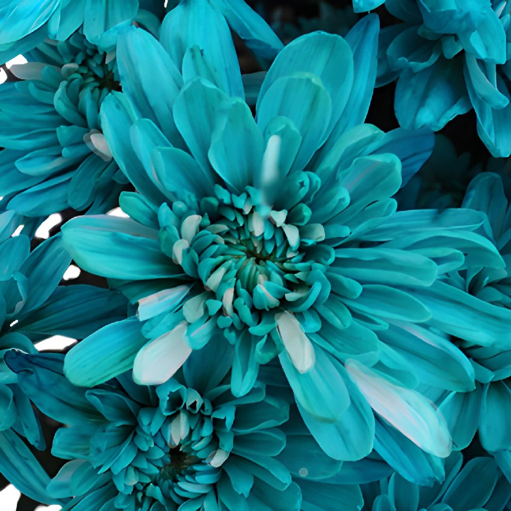 Turquoise Blue Flowers Fiftyflowers
