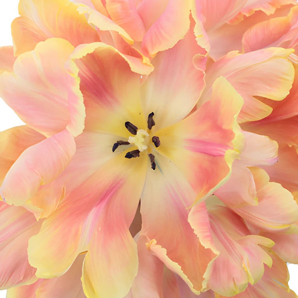 Pink and Yellow Twist Tulips