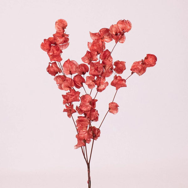 Dried Baby's Breath Red Flower