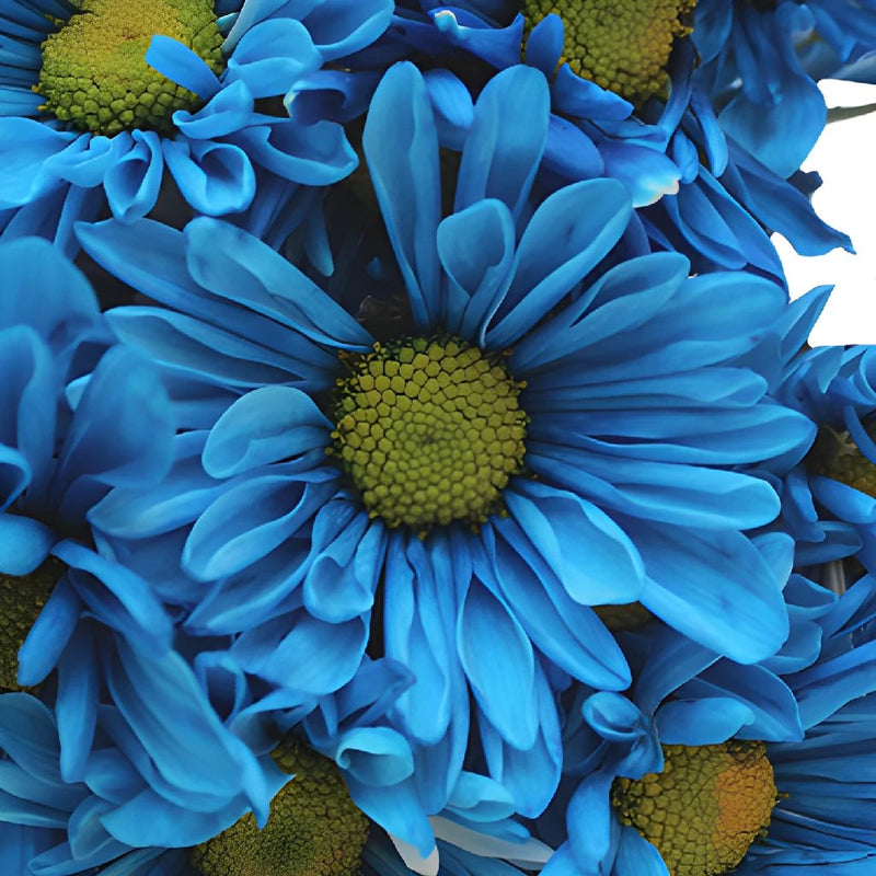 blue daisy flower