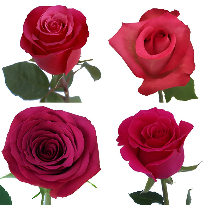 100 Stems of Roses 50 Red & 50 Two Colors