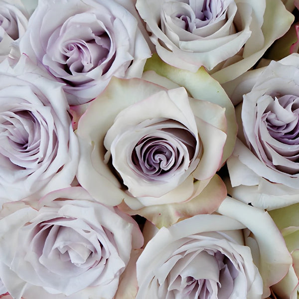 Buy Wholesale Wholesale Bulk Roses 75 stems Your Colors in Bulk - F