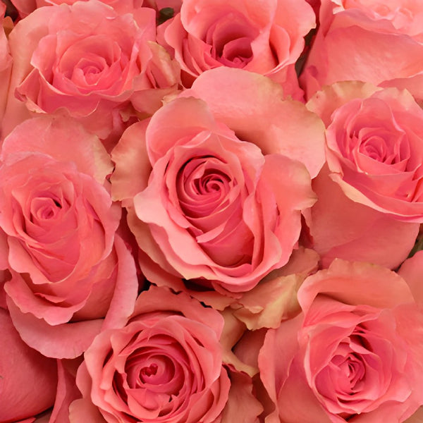 SMART GARDEN 5608204 Bouquet lumineux SWEETHEART ROSE - 70 cm