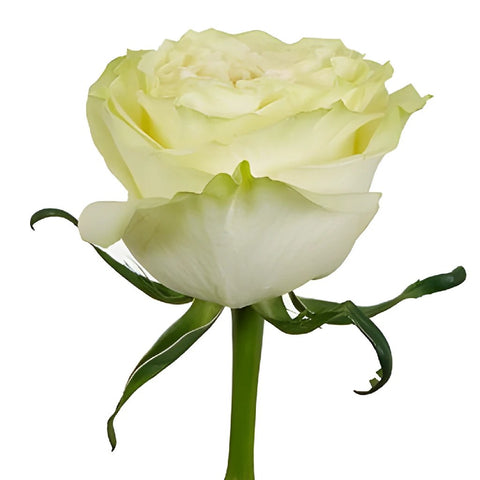 Wholesale Vintage Petticoat Rose ᐉ bulk Vintage Petticoat Rose online ...