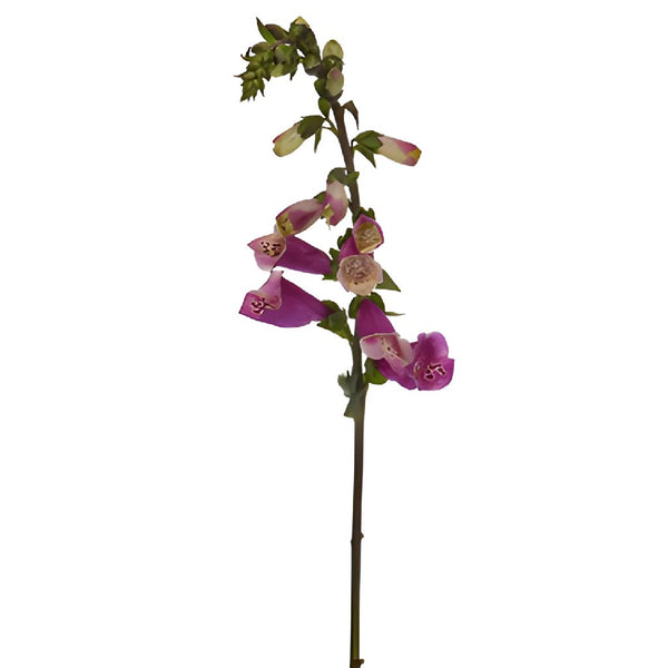 Buy online: Foxgloves ElleGrip Tulip Red Small