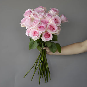 Fresh European Cut Light Pink Roses For Your House