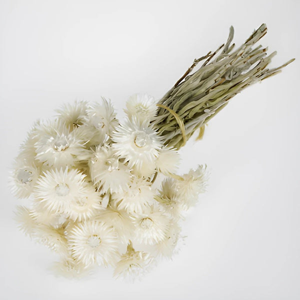 Dried Baby's Breath Flower Assorted Colors