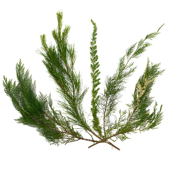 Buy Wholesale Curly Pine Filler Greens in Bulk - FiftyFlowers