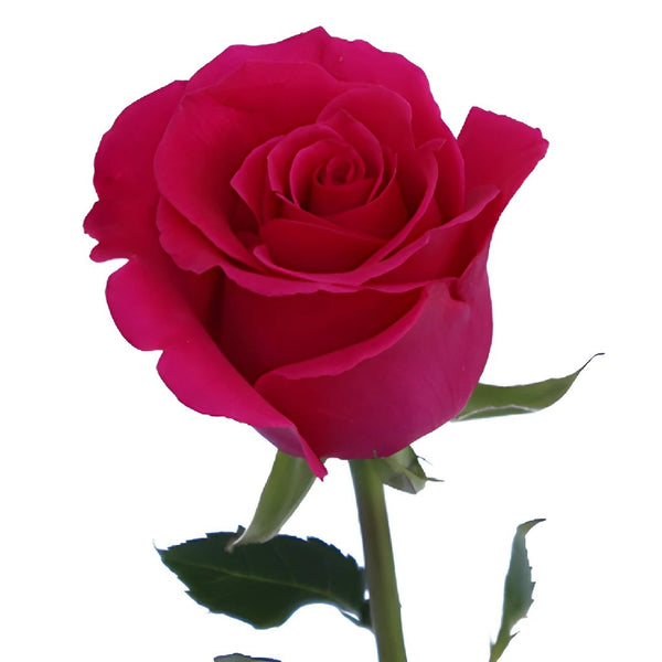 Gotcha Rose Variety - Hot Pink Roses near me - EbloomsDirect