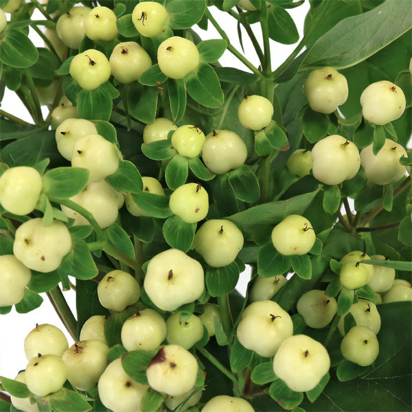 Buy Wholesale Snow White Designer Hypericum Berries in Bulk - Fifty