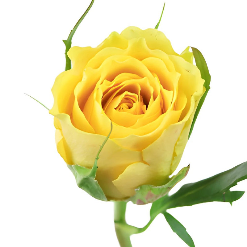 Yellow Idol Sweetheart Roses