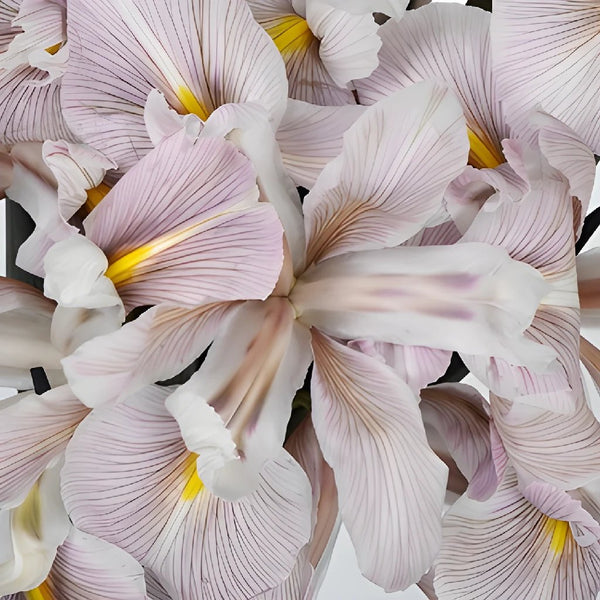 IRIS - Wholesale Bulk Flowers - Cascade Floral