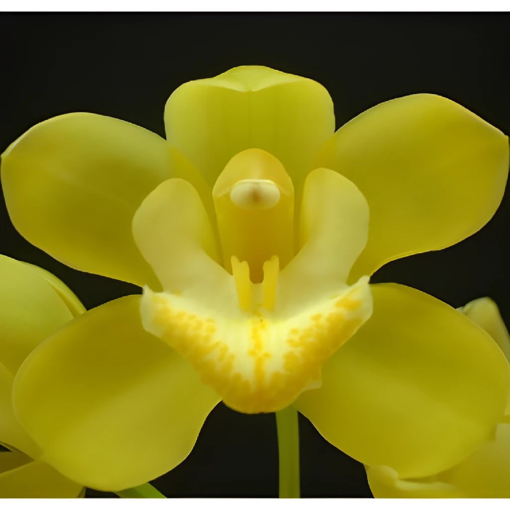 Wholesale Mini Cymbidium Orchid Lemon Icicle ᐉ Bulk Mini Cymbidium Orchid Lemon Icicle Online In 5567